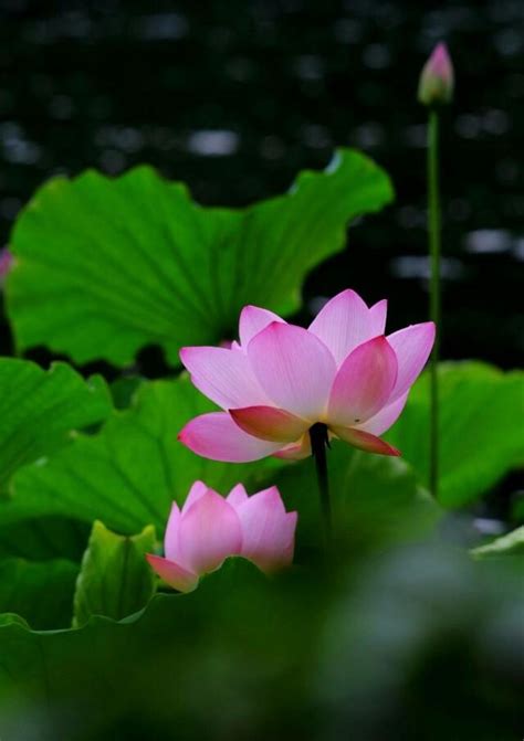 接天蓮葉無窮碧 映日荷花別樣紅 意思